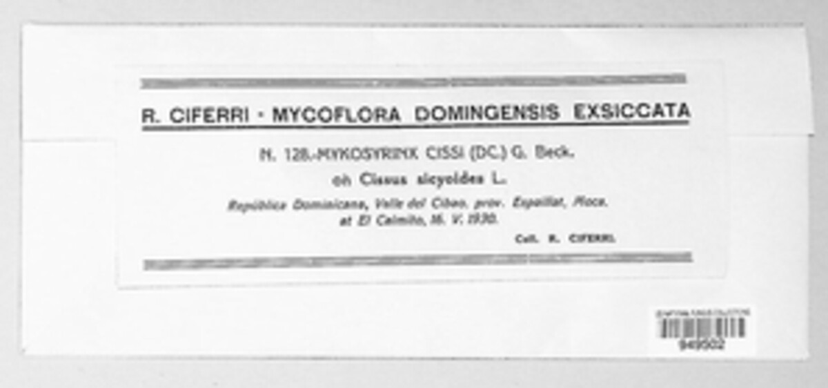 Mycosyrinx cissi image